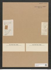 Nitzschia debilis (Arn. et Ryl.) Grun. (de-Toni-Nr.: Genus 47, Species 2004) Zeichnungen Sammlung Grunow Nr. 3948 (NHMW-BOT-W0371705)